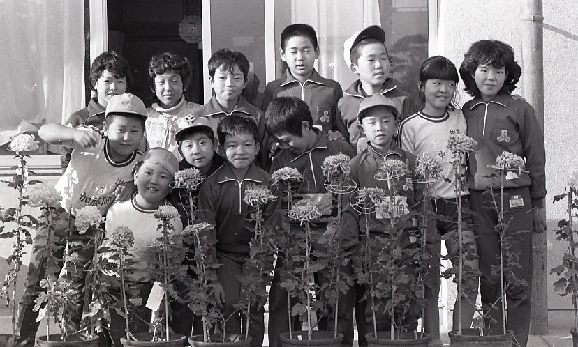 出丸小　菊の栽培153.jpg